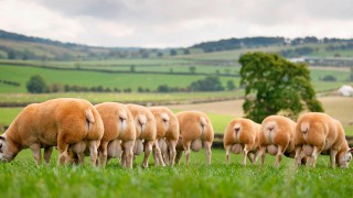 iTexel…are you ready for the future of sheep farming?