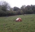 9 cattle die after eating yew tree trimmings dumped in field