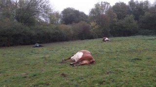 9 cattle die after eating yew tree trimmings dumped in field
