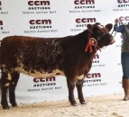 Beef Shorthorn females achieve new 11,000gns Skipton record