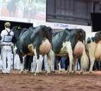 Holstein UK announces 2019 National Holstein Show Judge