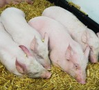 More than 1,000 cases of African Swine Fever confirmed in Europe