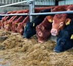 Reducing food production could cut emissions – UK report
