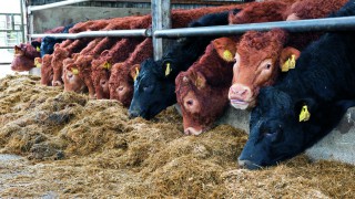 Reducing food production could cut emissions – UK report