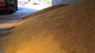 Grain price: Relatively stable, with the odd slump