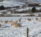 ‘Beast from the East’ knocks 500,000 off Welsh sheep numbers