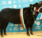 Sweet victory at Royal Welsh Winter Fair as ICandy clinches beef championship