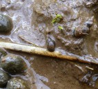 Rafoxanide 'not an appropriate alternative to closantel'