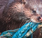 1,500 reports of animals caught in litter last year