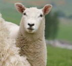 FUW and industry groups draw up new shearing guidelines