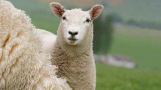 FUW and industry groups draw up new shearing guidelines