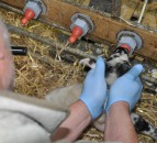 Rearing multiple lambs to be crucial to farm survival post-Brexit