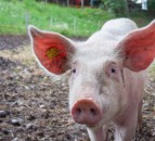 ASF outbreak reported for first time in Beijing