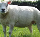 Flock of pedigree lambs attacked in Angus