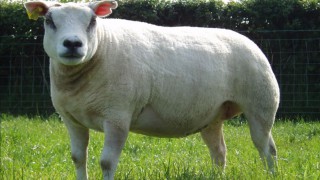 Flock of pedigree lambs attacked in Angus