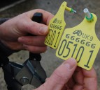 First NI farmer convicted for BVD-related movement offences