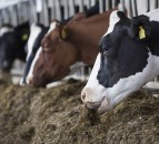 UK farming unions urge dairy farmers to speak up for fair contract terms