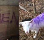 Farm attack vandals squirted purple spray into goat's orifices