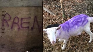 Farm attack vandals squirted purple spray into goat’s orifices