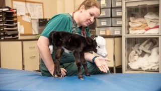 Tiny live calf born in the US weighing just 4.5kg