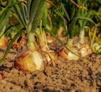 British onion crop yields fall by 40%