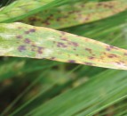 Loss of Chlorothalonil could hit barley and wheat yields by as much as 10%