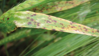 Spotting ramularia in barley, subject of new video