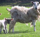 £5 million fund made available to eradicate sheep scab in Wales