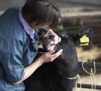 British livestock farmers warned of Bluetongue virus threat