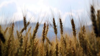 Wheat yields: England, Scotland, Wales range 8.2-8.6t/ha