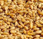 UK wheat under the spotlight at workshop in Algeria