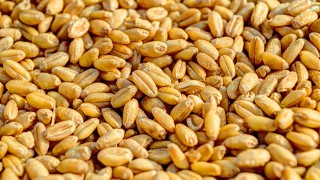 Study finds white flour healthier now than in last 200 years