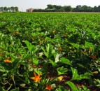 Pollination strips could be worth up to £3.6 million to the UK courgette crop