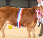 Newcomers and quality lead the way at the Winter Stock Festival