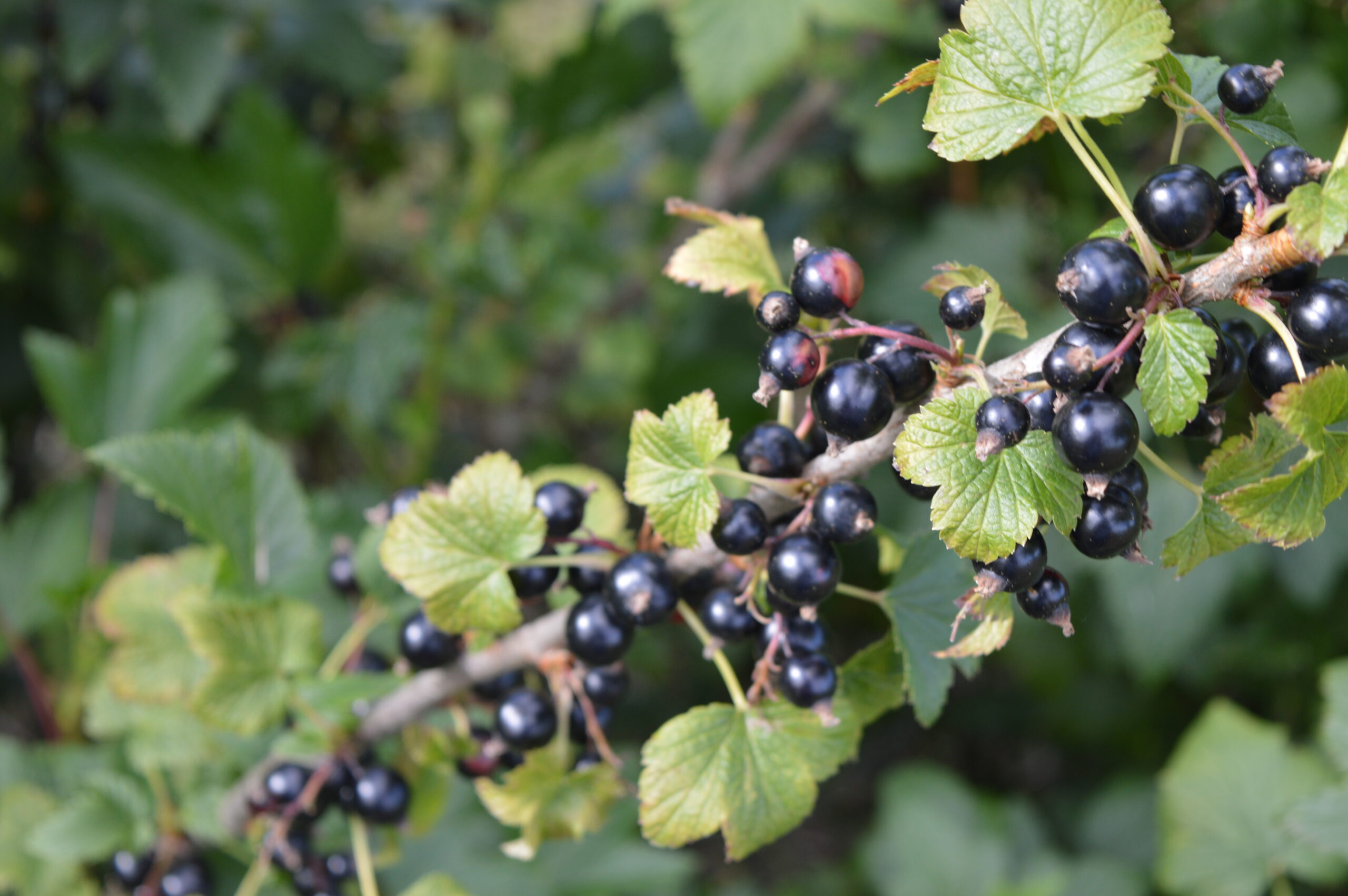 How blackcurrants could become the next 'superfood' in UK stores