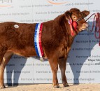 Grahams Nicki leads Red Ladies sale at 20,000gns