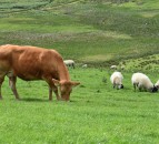 NFU Cymru seeks 9th winner of Welsh Livestock Champion of the Year award