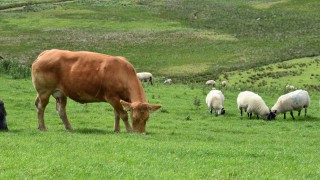 Livestock worrying: New law passed in England and Wales