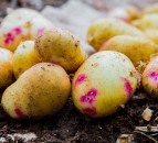 Grow Your Own Potatoes Programme to continue in 2021