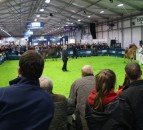 Winter Fair: Crowds flock to NI’s flagship dairy show
