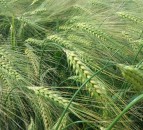 Newly recommended hybrid barley varieties broadens grower choice