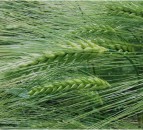 New Recommended Lists boasts exceptional disease resistance