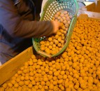 Grower feedback wanted on changes to seed potato standards