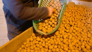 Seed potato sale ban continues to ‘anger and frustrate growers’ – NFU Scotland
