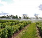 Warmer winters threaten UK blackcurrant farming