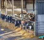 Farmers urged to start planning winter feed and bedding strategy