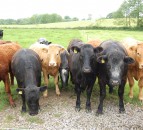 Paying for cattle on the basis of meat yield just doesn’t stack up