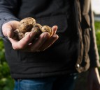 Meat, potatoes and dairy could tap into Halloween popularity