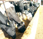 GDT gets a lift in latest auction after 7 consecutive drops