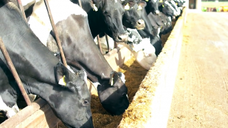 GDT gets a lift in latest auction after 7 consecutive drops